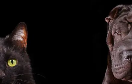 Image for Jak zastąpić jQuery czystym JavaScript?