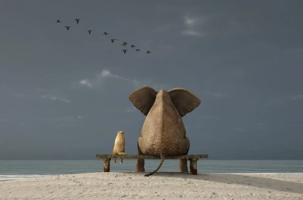 Image for WordPress – Tworzenie motywu potomnego